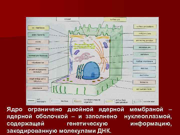 Ядро ограничено двойной ядерной мембраной – ядерной оболочкой – и заполнено нуклеоплазмой, содержащей генетическую