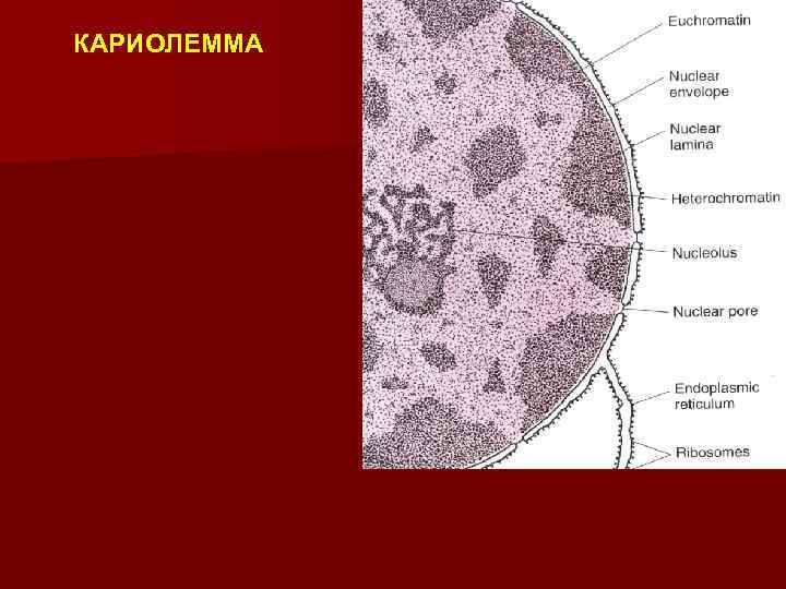 КАРИОЛЕММА 