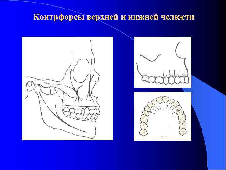 Схема контрфорсов анатомия