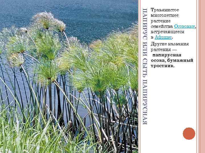 Травянистое ПАПИРУС ИЛИ СЫТЬ ПАПИРУСНАЯ Травянистое ПАПИРУС ИЛИ СЫТЬ ПАПИРУСНАЯ