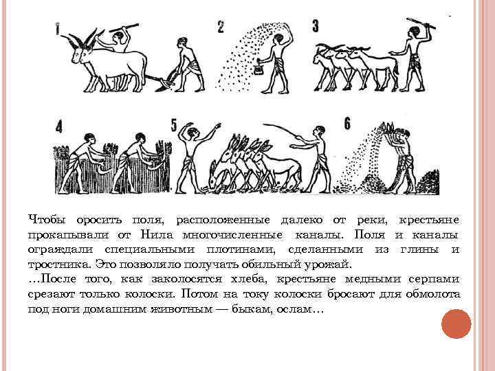 Чтобы оросить поля, расположенные далеко от реки, крестьяне прокапывали от Нила многочисленные каналы. Поля Чтобы оросить поля, расположенные далеко от реки, крестьяне прокапывали от Нила многочисленные каналы. Поля