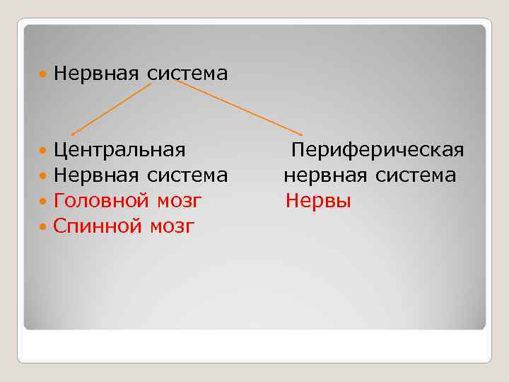   Нервная система Центральная   Периферическая  Нервная система нервная система 