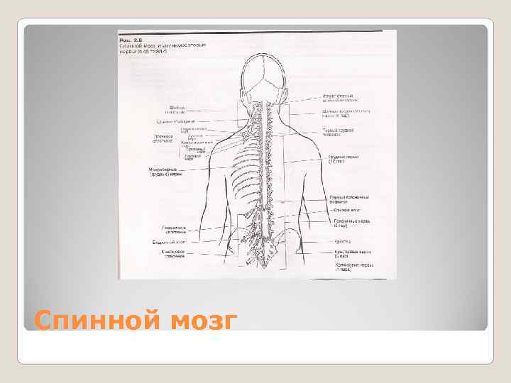 Спинной мозг 