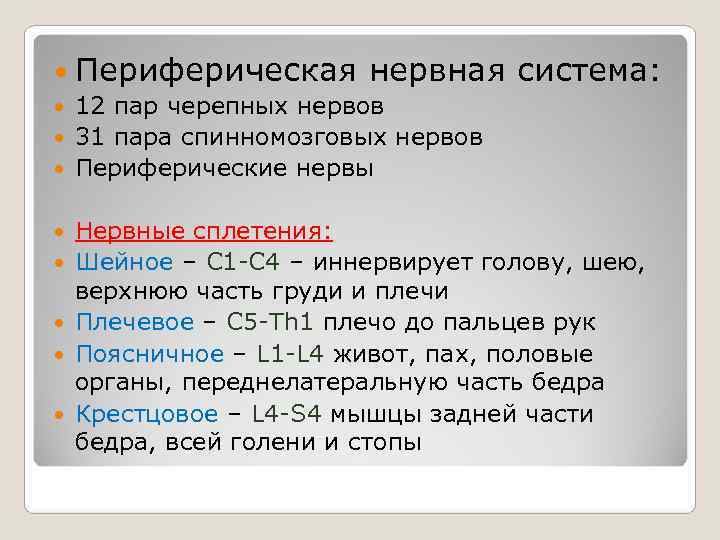  Периферическая   нервная система:  12 пар черепных нервов  31 пара