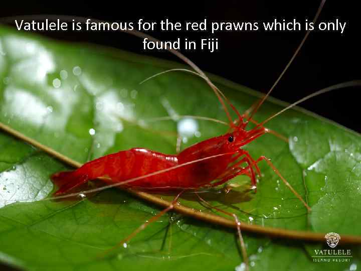 Vatulele is famous for the red prawns which is only found in Fiji 