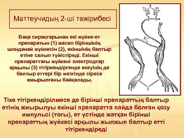   Маттеучидың 2 -ші тәжірибесі  Бақа сирақтарынан екі жүйке-ет препаратын (1) жасап