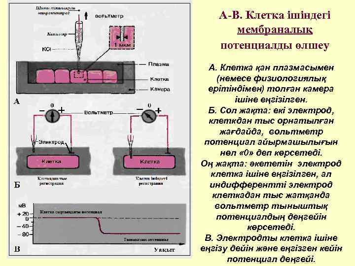   А-В. Клетка ішіндегі  мембраналық потенциалды өлшеу  А. Клетка қан плазмасымен