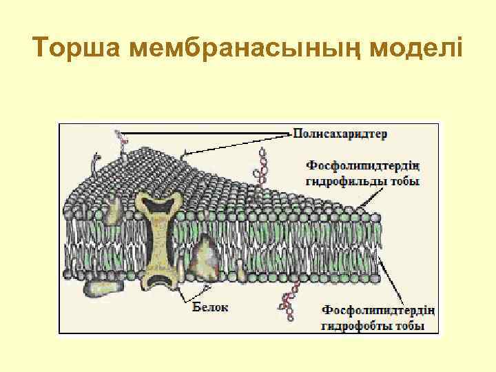 Торша мембранасының моделі 