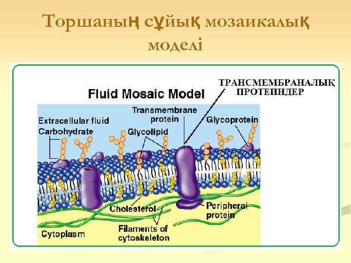 Торшаның сұйық мозаикалық   моделі 