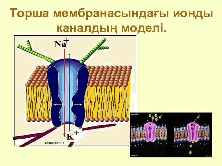 Торша мембранасындағы ионды  каналдың моделі. 