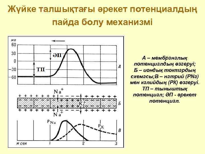 Жүйке талшықтағы әрекет потенциалдың   пайда болу механизмі     