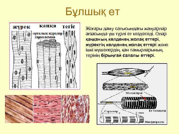 Бұлшық ет  Жоғары даму сатысындағы жануарлар ағзасында үш түрлі ет кездеседі. Олар қаңқаның