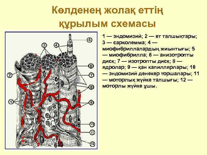 Көлденең жолақ еттің құрылым схемасы  1 — эндомизий; 2 — ет талшықтары; 
