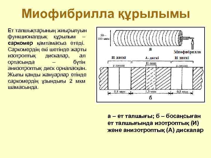  Миофибрилла құрылымы Ет талшықтарының жиырылуын функционалдық құрылым – саркомер қамтамасыз етеді. Саркомердің екі