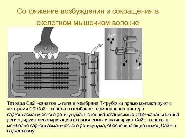 Возбуждение мышцы