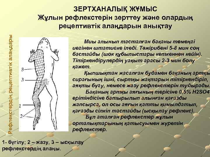      ЗЕРТХАНАЛЫҚ ЖҰМЫС    Жұлын рефлекстерін зерттеу және