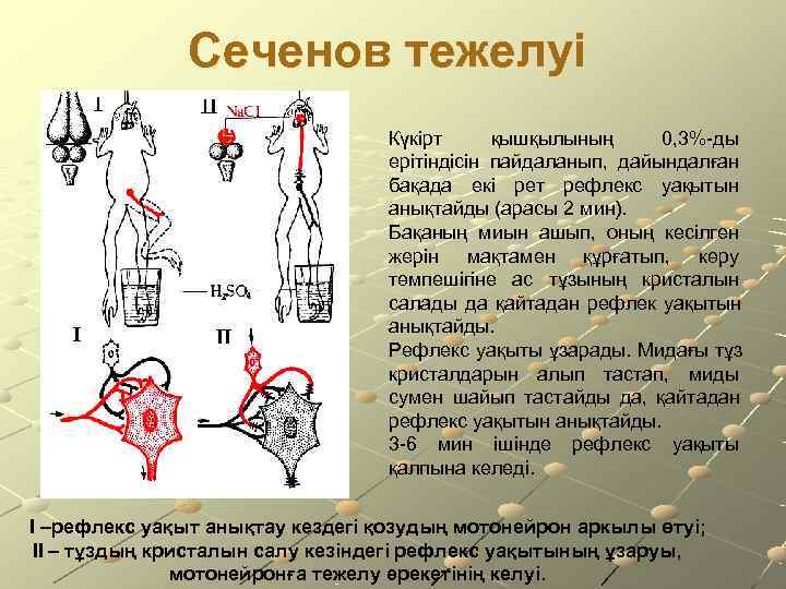     Сеченов тежелуі       Күкірт 