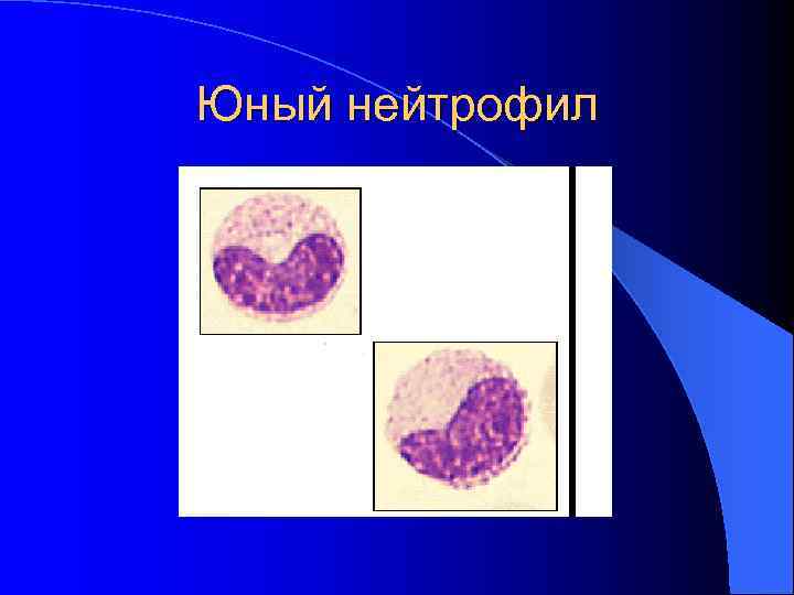 Юный нейтрофил 
