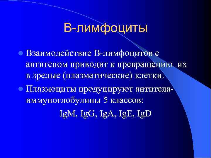    В-лимфоциты l Взаимодействие В-лимфоцитов с  антигеном приводит к превращению их