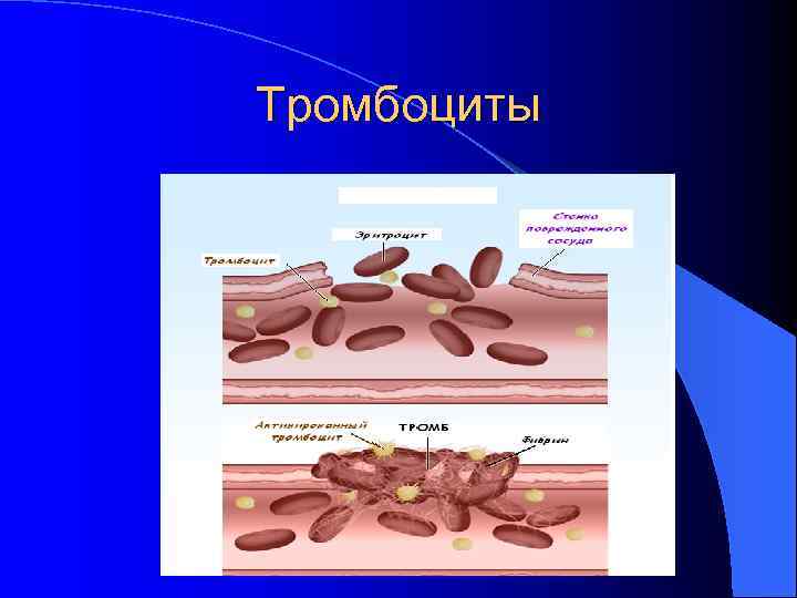 Тромбоциты 