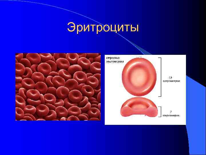Эритроциты 