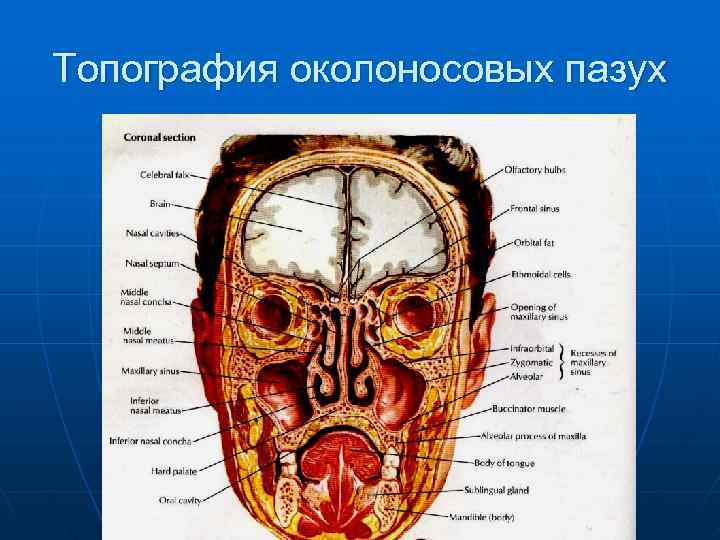 Топография околоносовых пазух 