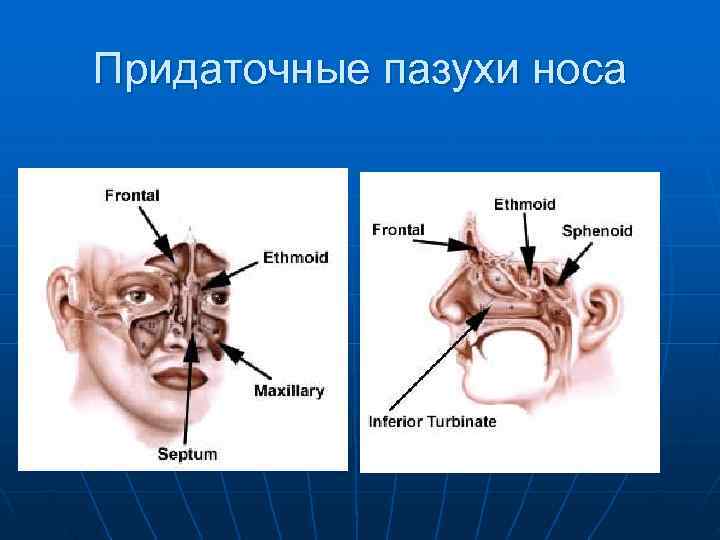 Придаточные пазухи носа 