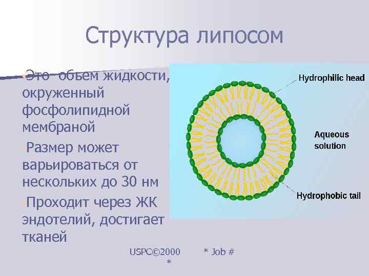 Размерность оболочки. Строение липосом. Структура липосом. Схема строения липосом. Состав липосом.