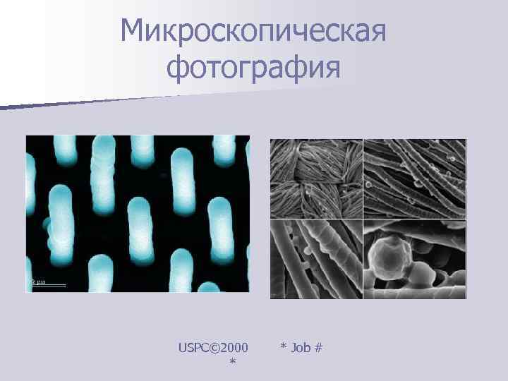 Микроскопическая  фотография  USPC© 2000  * Job #   * 