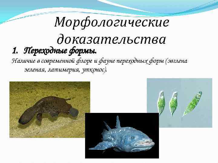    Морфологические    доказательства 1. Переходные формы. Наличие в современной