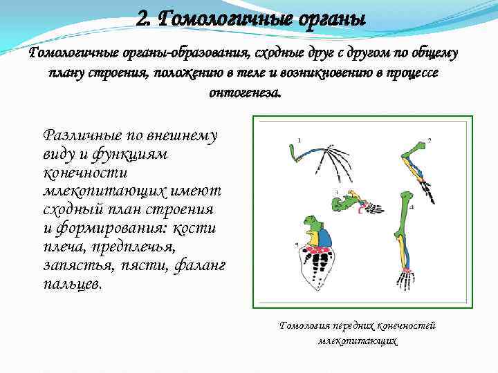     2. Гомологичные органы-образования, сходные друг с другом по общему 