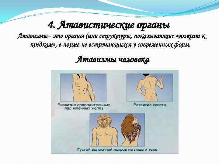    4. Атавистические органы Атавизмы– это органы (или структуры, показывающие «возврат к