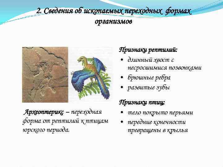   2. Сведения об ископаемых переходных формах    организмов  