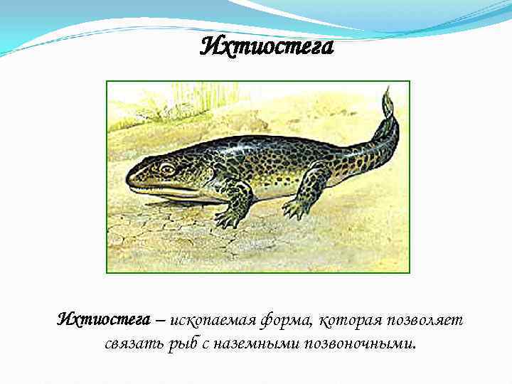     Ихтиостега – ископаемая форма, которая позволяет связать рыб с наземными