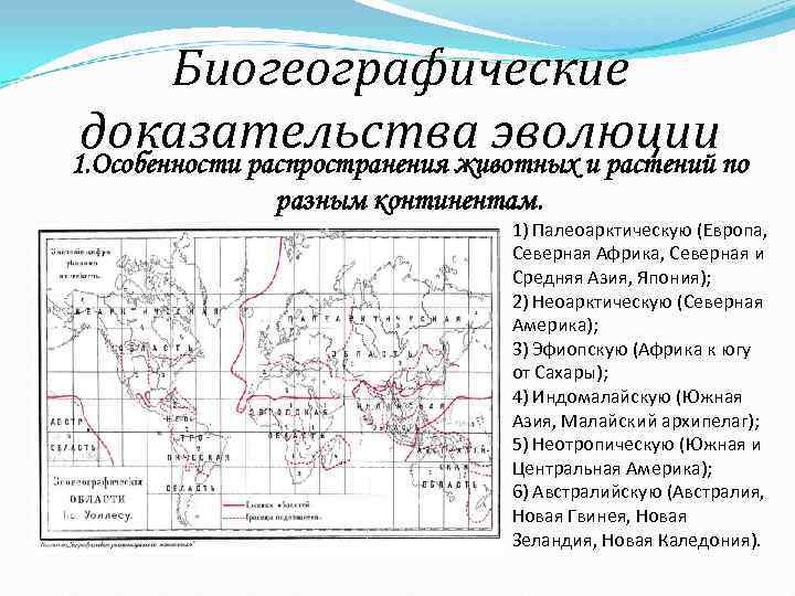 Биогеографические доказательства эволюции картинки