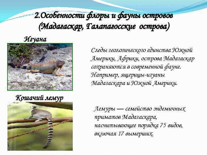  2. Особенности флоры и фауны островов  (Мадагаскар, Галапагосские острова)  Игуана 