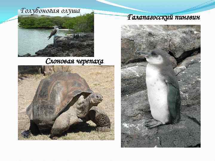 Голубоногая олуша      Галапагосский пингвин  Слоновая черепаха 