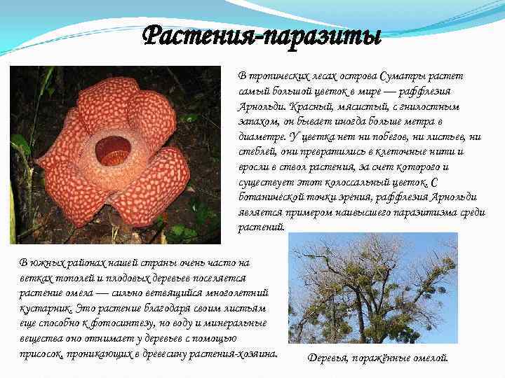     Растения-паразиты    В тропических лесах острова Суматры растет