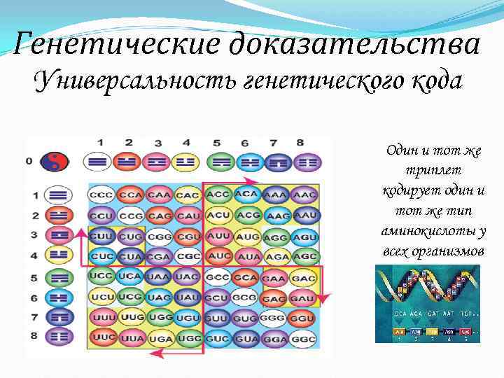 Генетические доказательства Универсальность генетического кода      Один и тот же