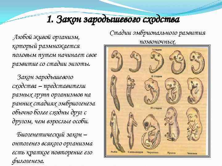   1. Закон зародышевого сходства      Стадии эмбрионального развития
