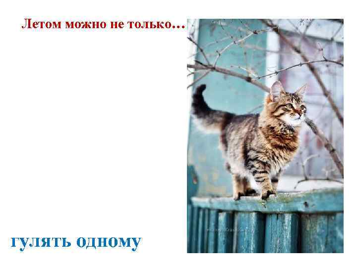  Летом можно не только… гулять одному 