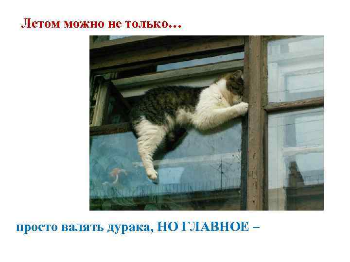 Летом можно не только… просто валять дурака, НО ГЛАВНОЕ – 