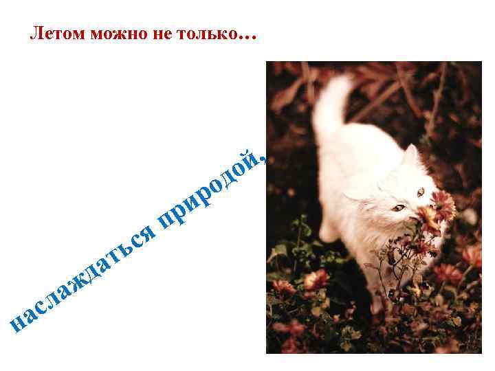  Летом можно не только…       й , 
