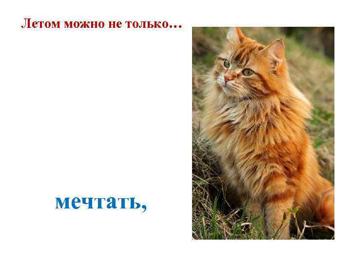 Летом можно не только…   мечтать, 