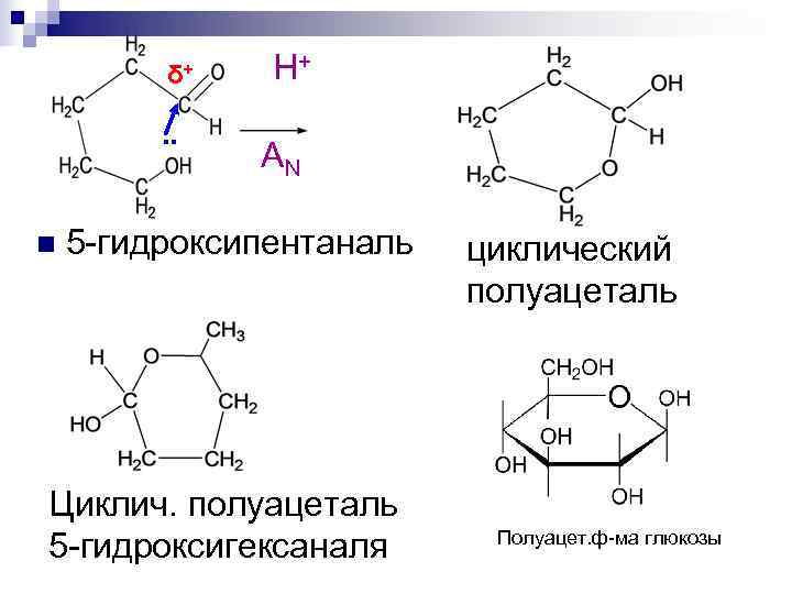    δ+  Н+   . .    AN