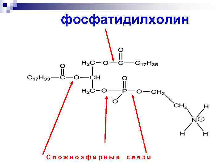 Схема образования фосфатидилхолина