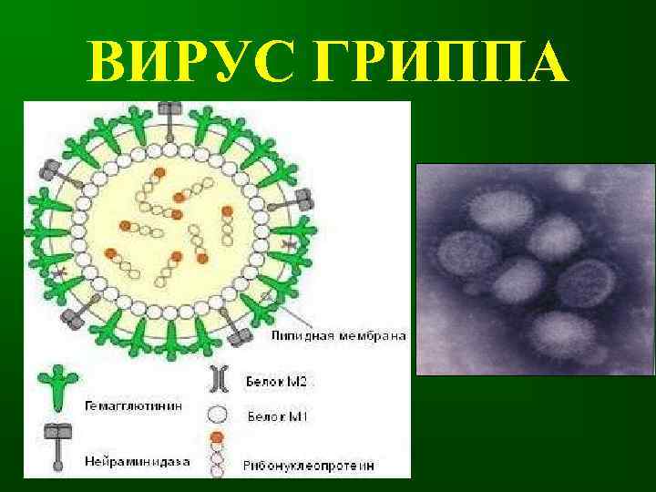 ВИРУС ГРИППА 