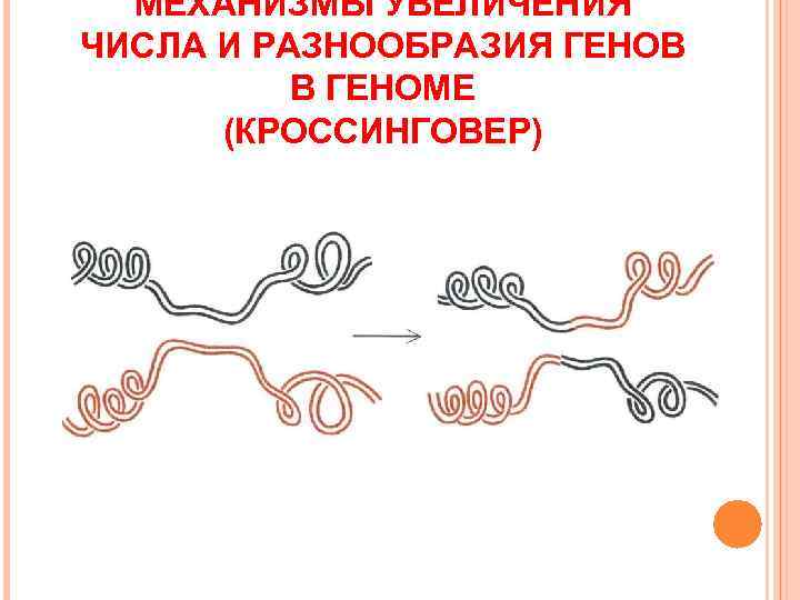  МЕХАНИЗМЫ УВЕЛИЧЕНИЯ ЧИСЛА И РАЗНООБРАЗИЯ ГЕНОВ  В ГЕНОМЕ  (КРОССИНГОВЕР) 