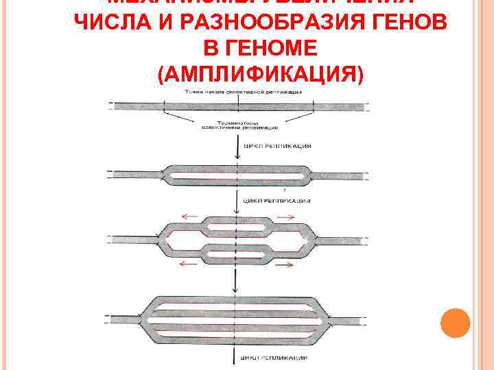  МЕХАНИЗМЫ УВЕЛИЧЕНИЯ ЧИСЛА И РАЗНООБРАЗИЯ ГЕНОВ  В ГЕНОМЕ  (АМПЛИФИКАЦИЯ) 