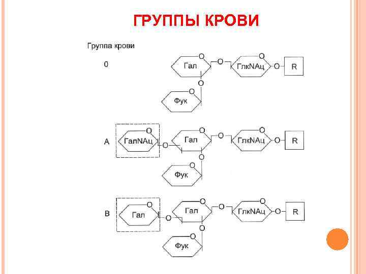 ГРУППЫ КРОВИ 